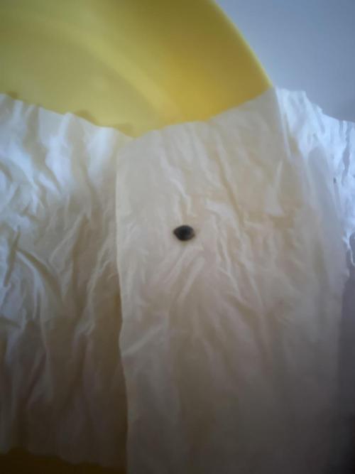 Black Cream Auto – M&O Grow #1. Week 0 - #BlackCream1