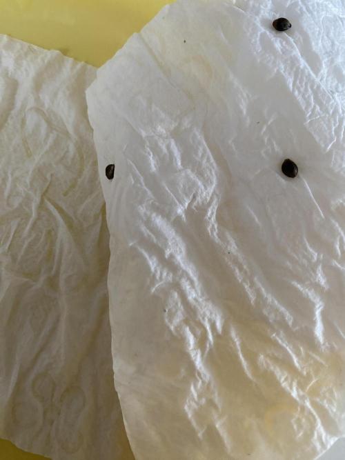 Black Cream Auto – M&O Grow #1. Week 0 - #BlackCream2-3