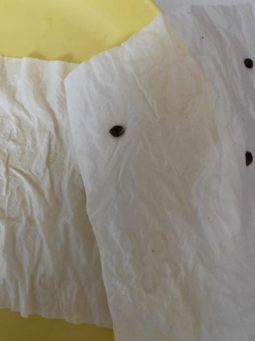 Black Cream Auto – M&O Grow #1. Week 0 - #BlackCream1-2-3