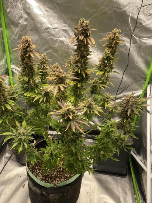 SweetSeeds f1 FV MR & SBC / M&O Grow#1 /. Week 9 - #MRB2