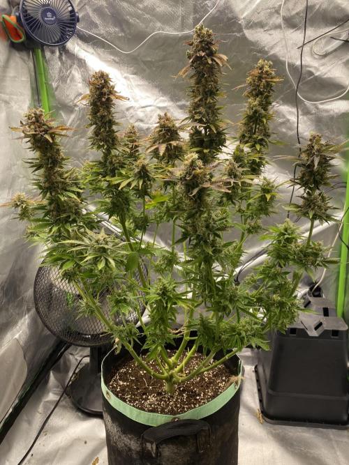 SweetSeeds f1 FV MR & SBC / M&O Grow#1 /. Week 9 - #MRB2