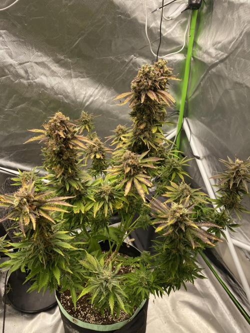 SweetSeeds f1 FV MR & SBC / M&O Grow#1 /. Week 9 - #MRB2