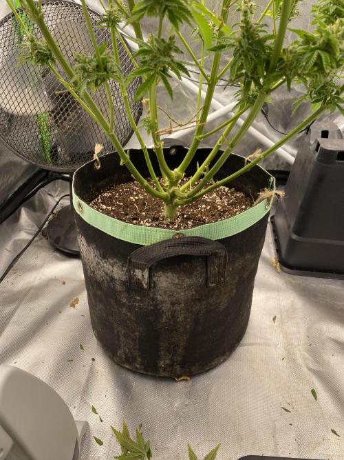 SweetSeeds f1 FV MR & SBC / M&O Grow#1 /. Week 9 - #MRB2