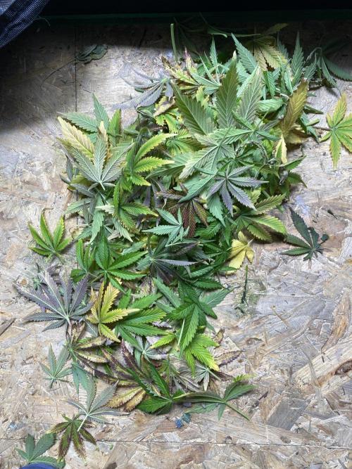 SweetSeeds f1 FV MR & SBC / M&O Grow#1 /. Week 9