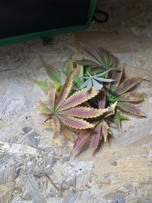 SweetSeeds f1 FV MR & SBC / M&O Grow#1 /. Week 9