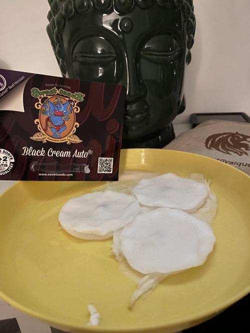 Black Cream Auto – M&O Grow #1. Week 0 - 31.1 Edit:1 