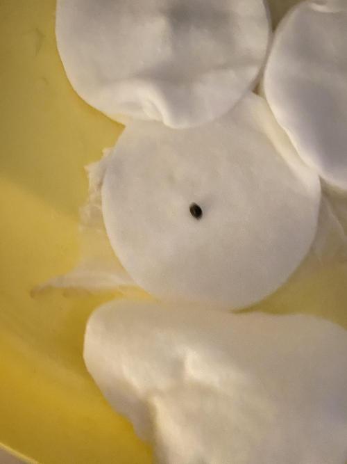 Black Cream Auto – M&O Grow #1. Week 0 - 31.1 Edit: 1