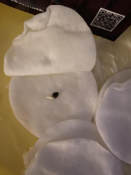 Black Cream Auto – M&O Grow #1. Week 0 - 31.1 Edit: 1