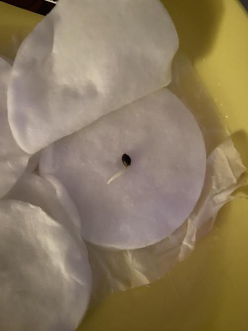 Black Cream Auto – M&O Grow #1. Week 0 - 31.1 Edit: 1