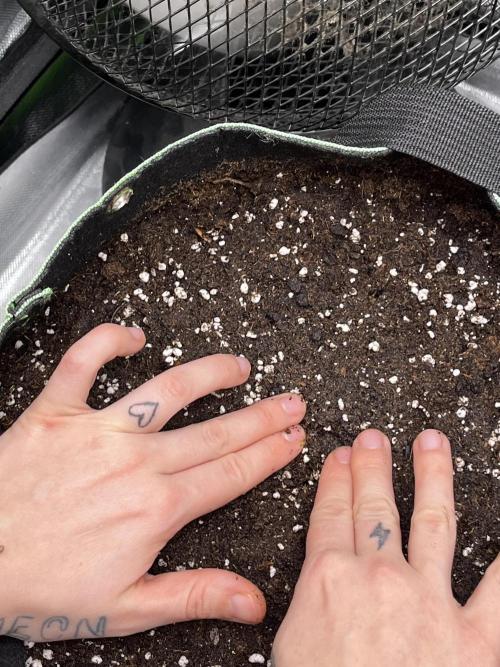 Black Cream Auto – M&O Grow #1. Week 0 - 1.2 Edit: 2