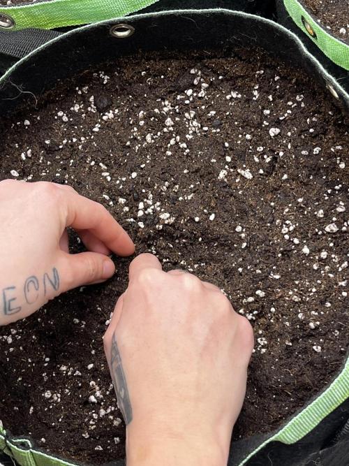 Black Cream Auto – M&O Grow #1. Week 0 - 1.2 Edit: 2