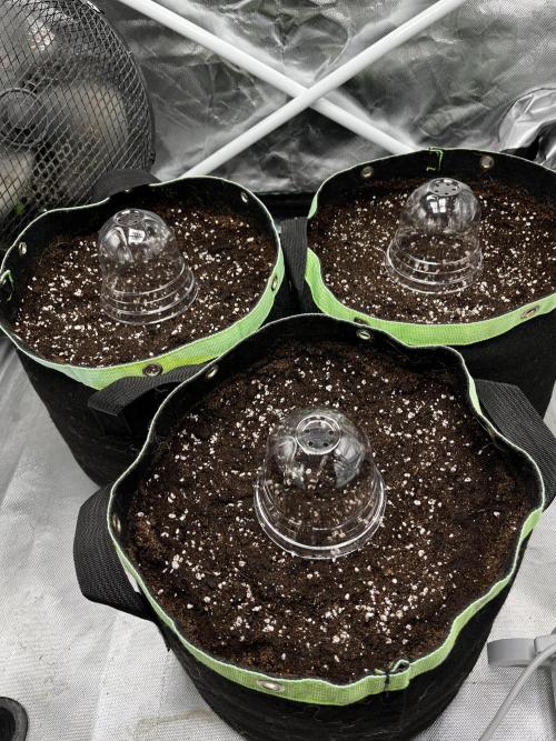 Black Cream Auto – M&O Grow #1. Week 0 - 1.2 Edit: 2