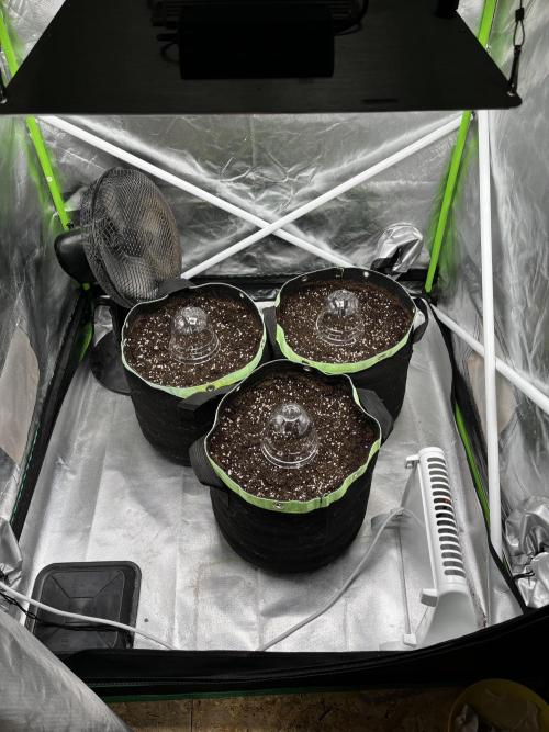 Black Cream Auto – M&O Grow #1. Week 0 - 1.2 Edit: 2