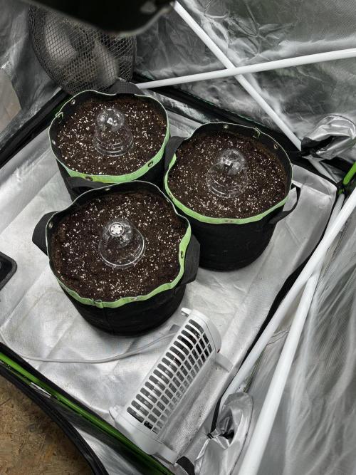 Black Cream Auto – M&O Grow #1. Week 0 - 1.2 Edit: 2