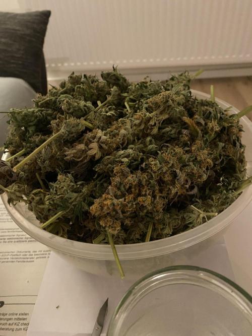 SweetSeeds f1 FV MR & SBC / M&O Grow#1 /. Week 10