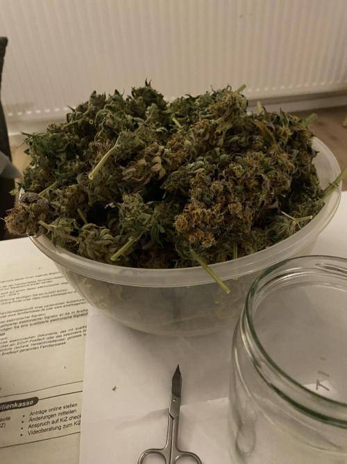 SweetSeeds f1 FV MR & SBC / M&O Grow#1 /. Week 10