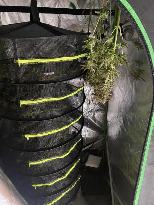 SweetSeeds f1 FV MR & SBC / M&O Grow#1 /. Week 10