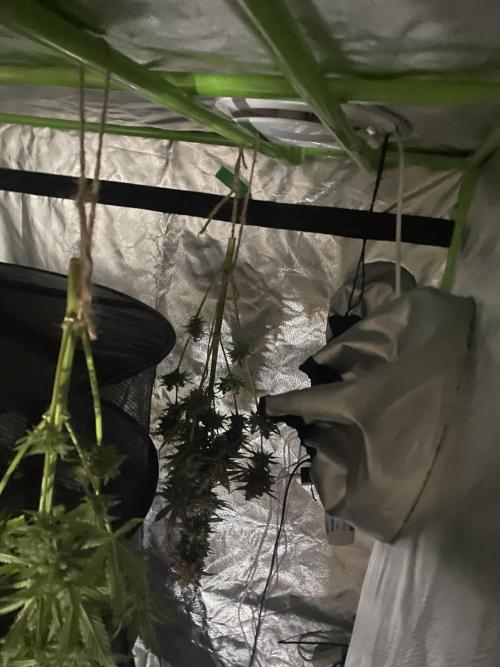 SweetSeeds f1 FV MR & SBC / M&O Grow#1 /. Week 10