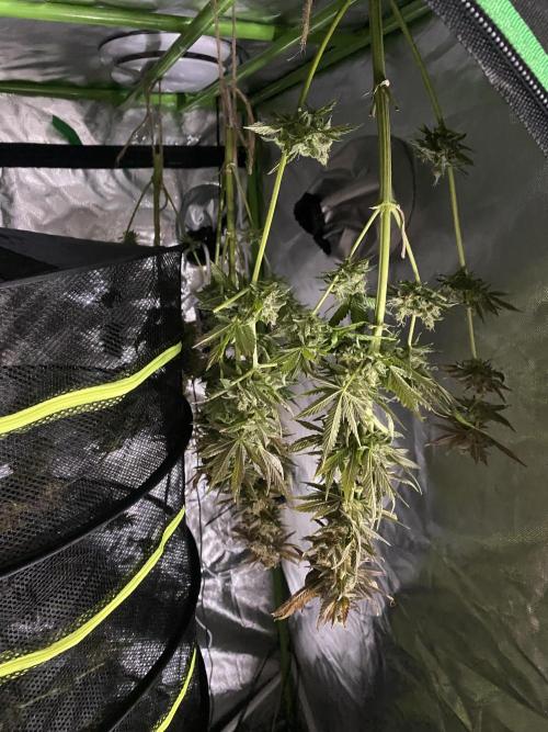 SweetSeeds f1 FV MR & SBC / M&O Grow#1 /. Week 10