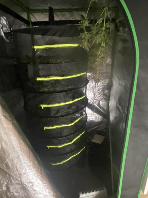 SweetSeeds f1 FV MR & SBC / M&O Grow#1 /. Week 10