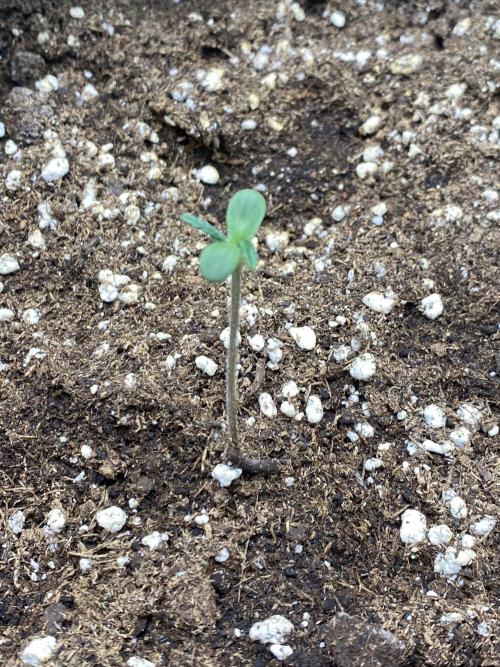 Black Cream Auto – M&O Grow #1. Week 0 - 8.2 Edit:3