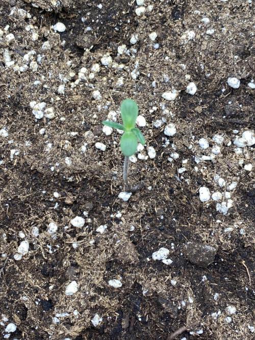 Black Cream Auto – M&O Grow #1. Week 0 - 8.2 Edit:3