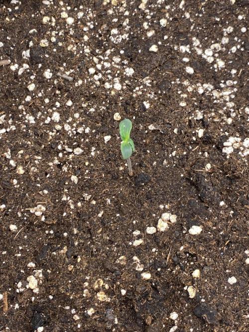 Black Cream Auto – M&O Grow #1. Week 0 - 8.2 Edit:3