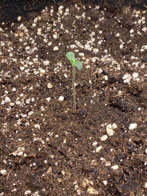 Black Cream Auto – M&O Grow #1. Week 0 - 8.2 Edit:3