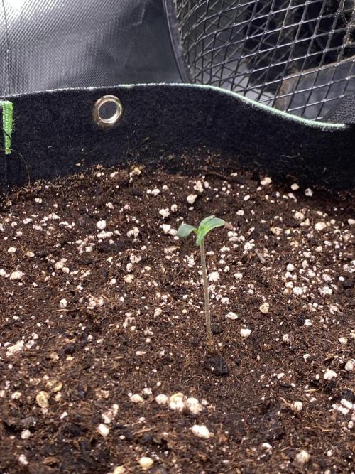 Black Cream Auto – M&O Grow #1. Week 0 - 8.2 Edit:3