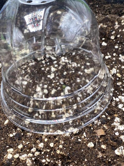 Black Cream Auto – M&O Grow #1. Week 0 - 8.2 Edit:3