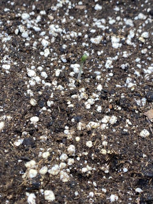 Black Cream Auto – M&O Grow #1. Week 0 - 8.2 Edit:3 