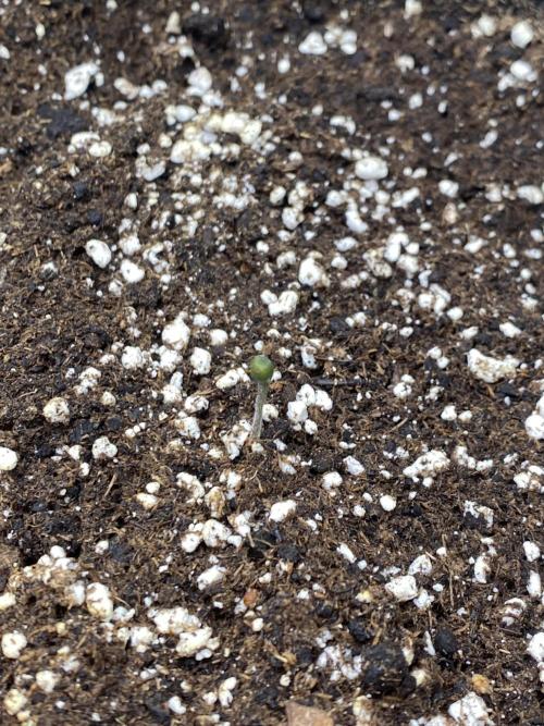 Black Cream Auto – M&O Grow #1. Week 0 - 8.2 Edit:3