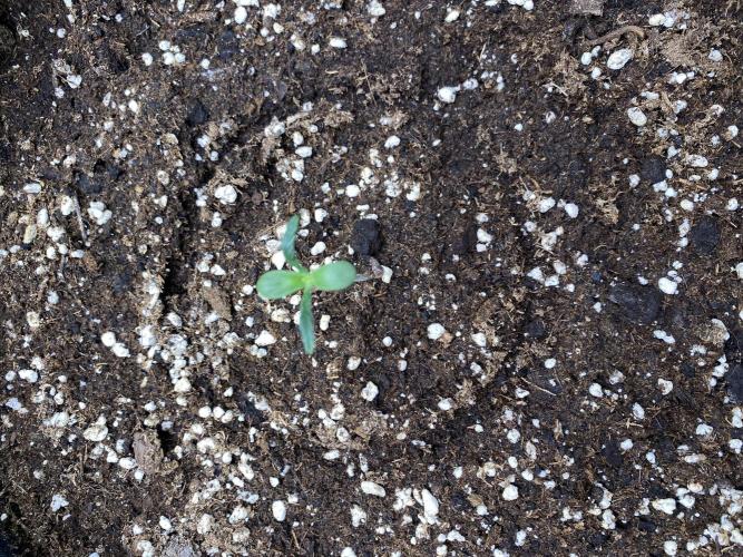 Black Cream Auto – M&O Grow #1. Week 0 - 12.2 Edit:4