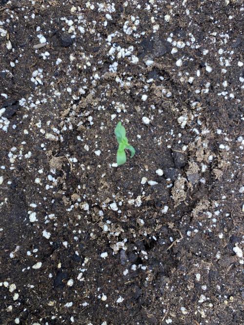 Black Cream Auto – M&O Grow #1. Week 0 - 12.2 Edit:4