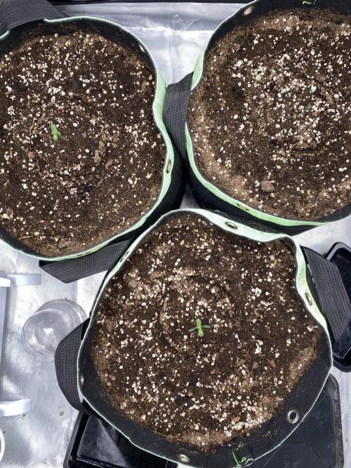 Black Cream Auto – M&O Grow #1. Week 0 - 12.2 Edit:4