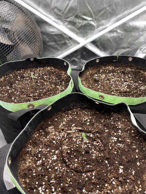 Black Cream Auto – M&O Grow #1. Week 0 - 12.2 Edit:4