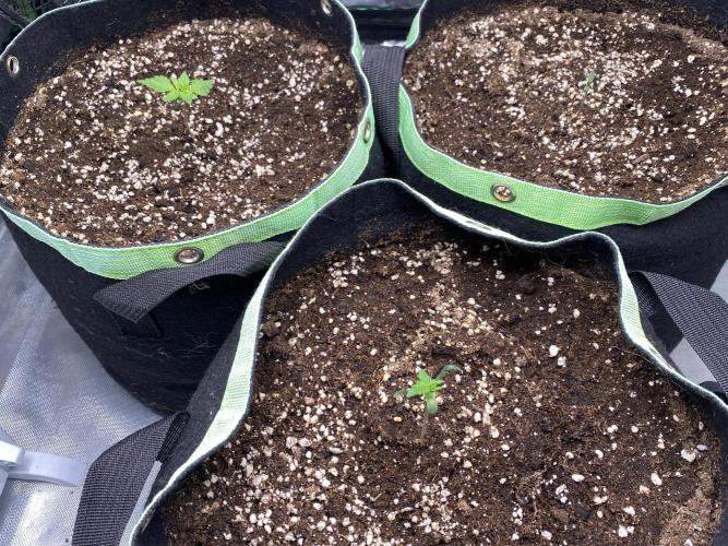 Black Cream Auto – M&O Grow #1. Week 1