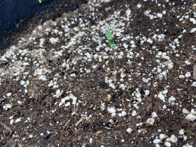 Black Cream Auto – M&O Grow #1. Week 1