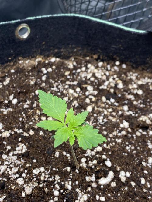 Black Cream Auto – M&O Grow #1. Week 1