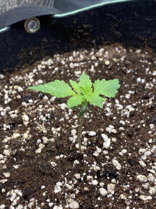 Black Cream Auto – M&O Grow #1. Week 1
