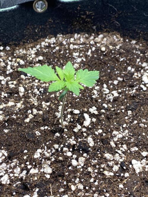 Black Cream Auto – M&O Grow #1. Week 1