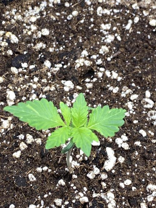 Black Cream Auto – M&O Grow #1. Week 1