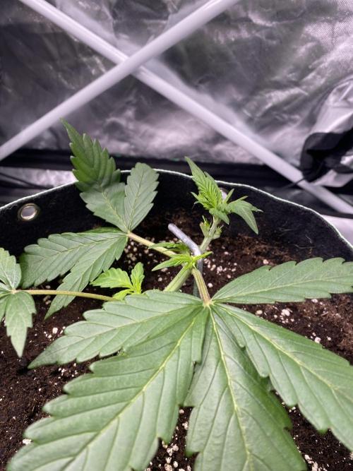 Black Cream Auto®. Week 3