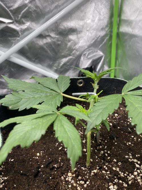 Black Cream Auto®. Week 3
