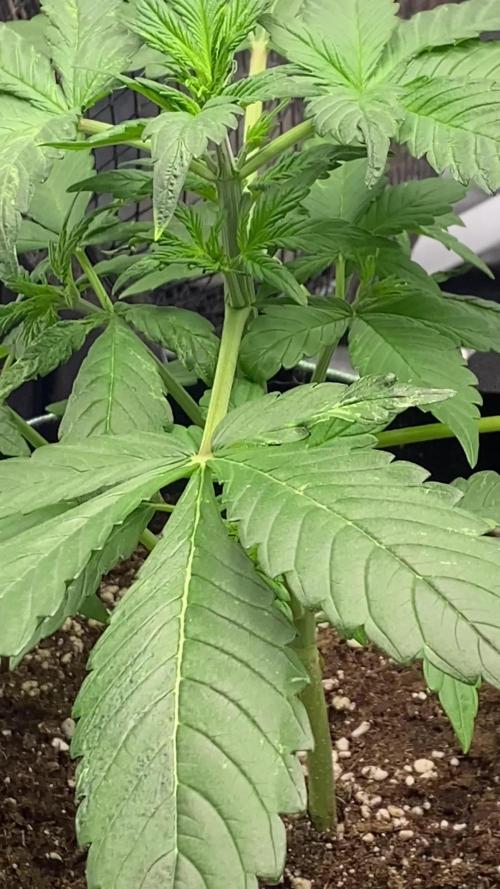 Black Cream Auto – M&O & SS#1