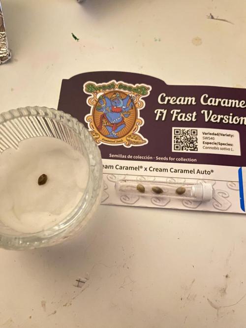 🌱Cream Caramel F1 FV🌱 SS&MO. Week 0 - 14.03