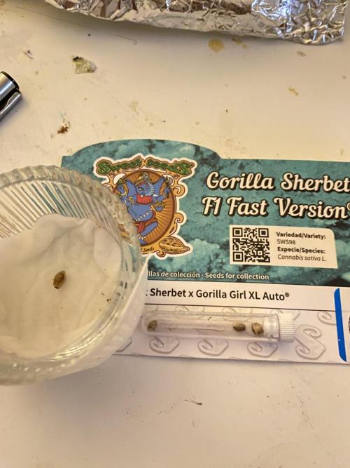 🌱Gorilla Sherbet F1 FV🌱 SS&MO. Week 0 - Wait..