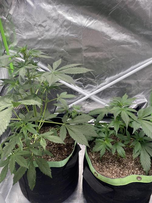 Black Cream Auto®. Week 4