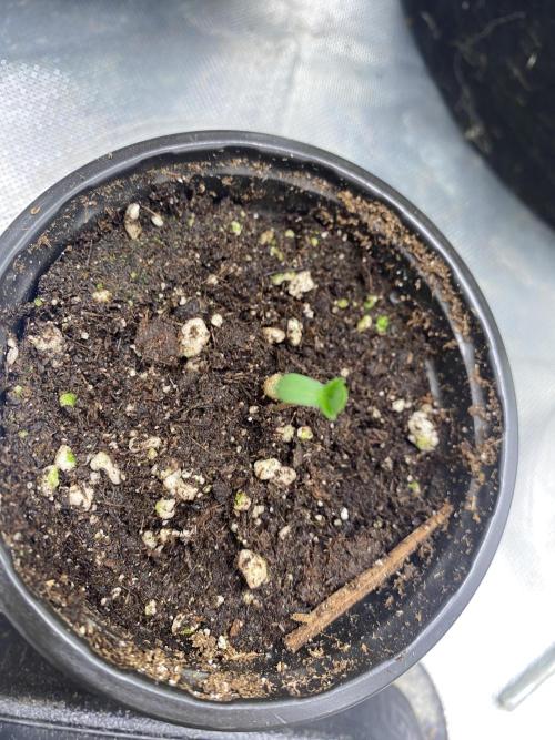 🌱StrawberryColaSherbet🌱 SS & M&O. Week 0