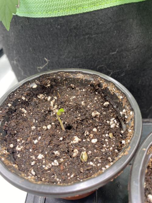 🌱Gorilla Sherbet F1 FV🌱 SS&MO. Week 0